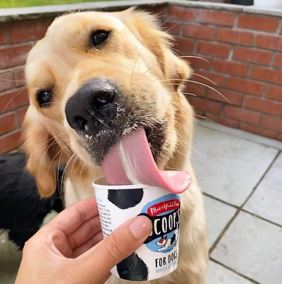 Marshfields Scoop's dog-friendly vanilla ice cream pot